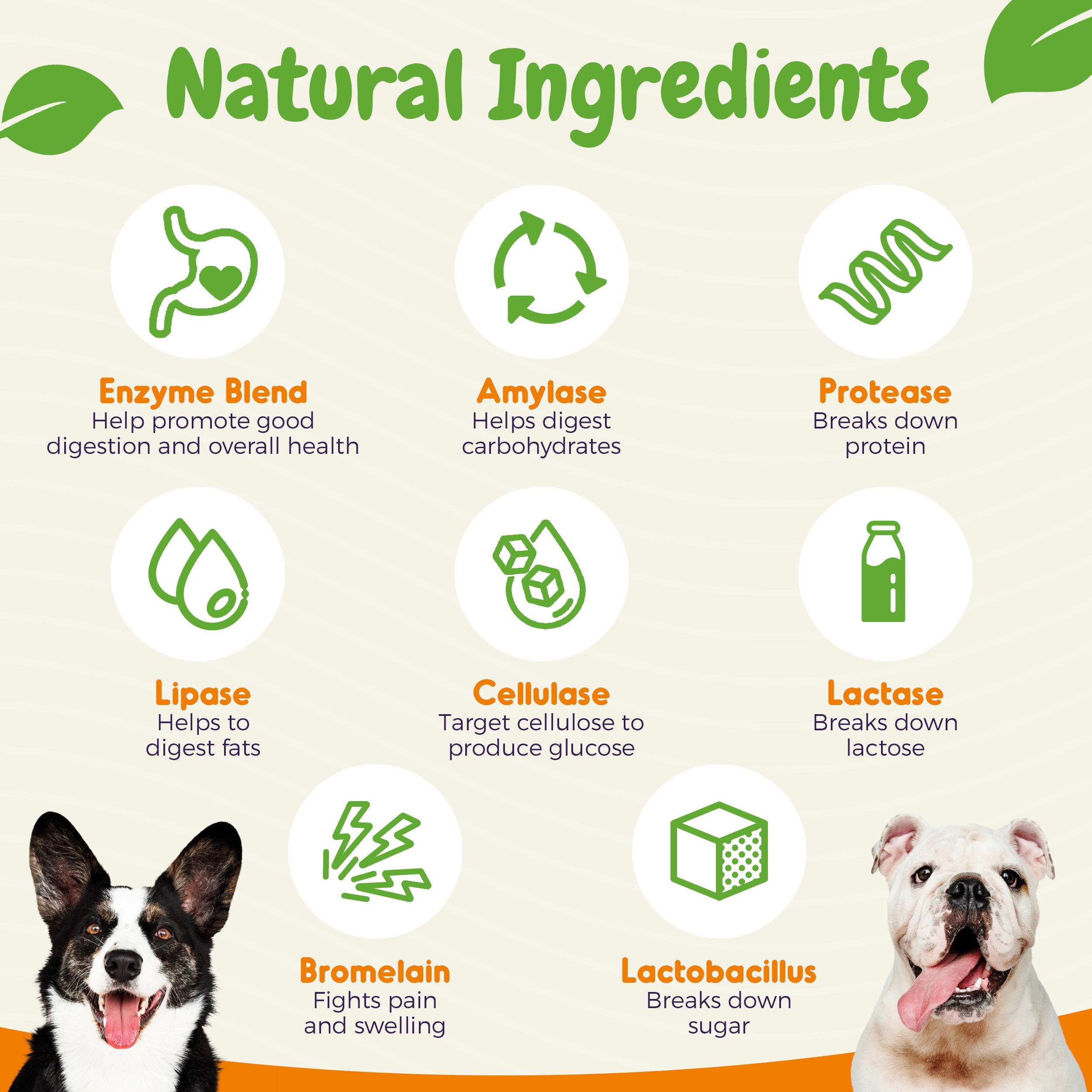 Probiotic Soft Chews - 120 Soft Chews